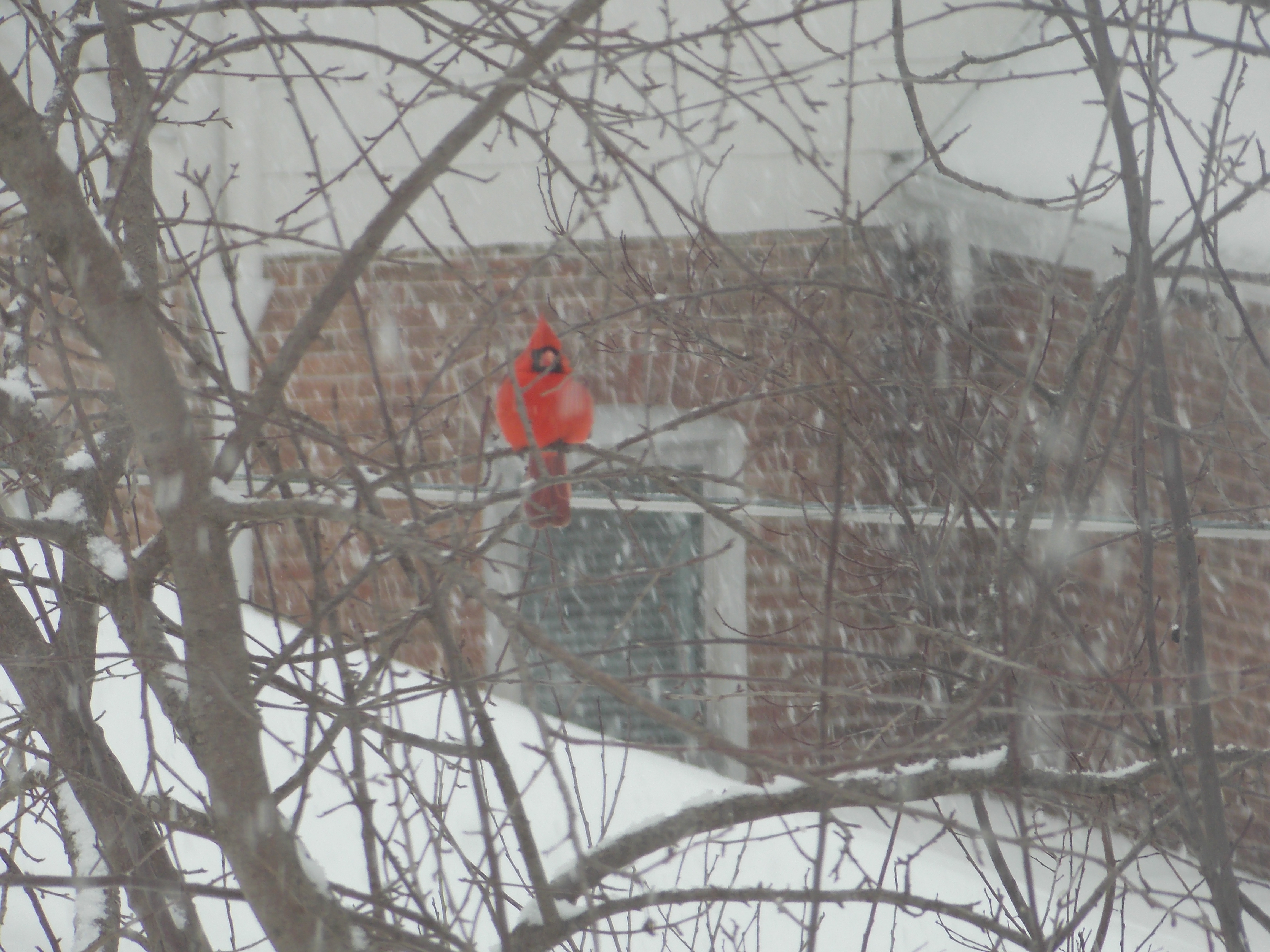 Winter Provision